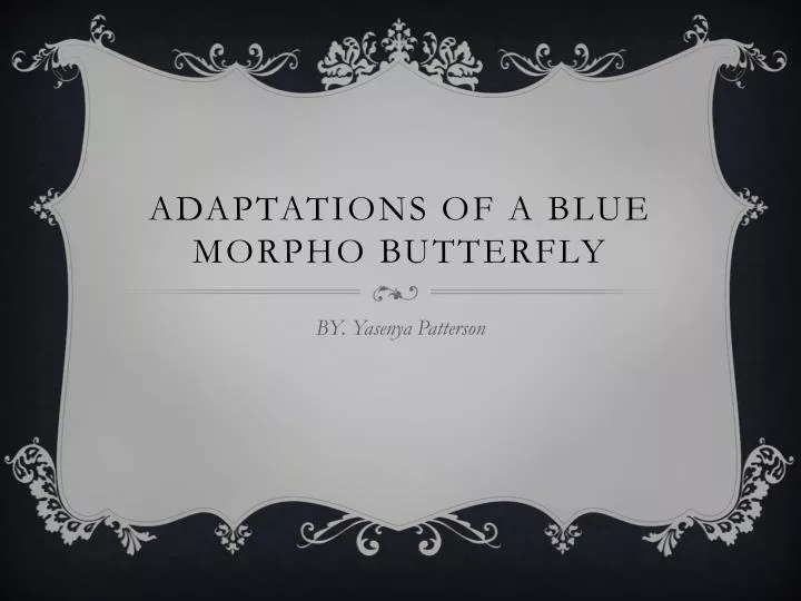 adaptations of a blue morpho butterfly