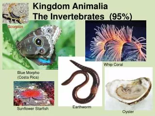 Kingdom Animalia The Invertebrates (95%)