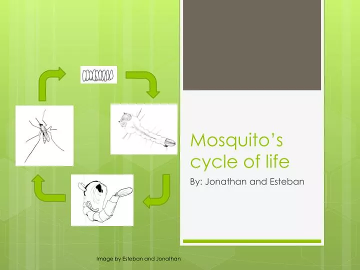 mosquito s cycle of life