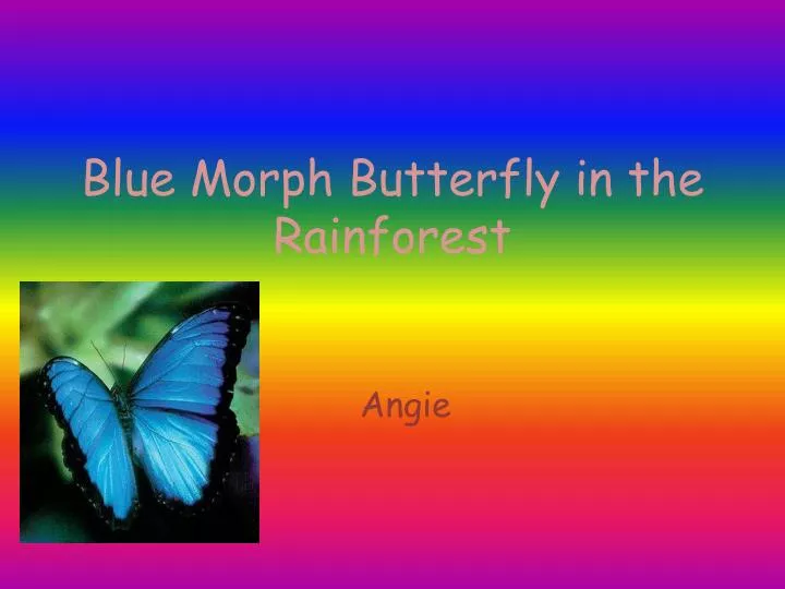 blue morph butterfly in the rainforest