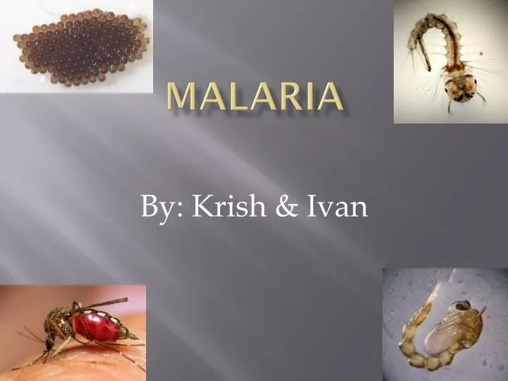 malaria