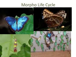 Morpho Life Cycle
