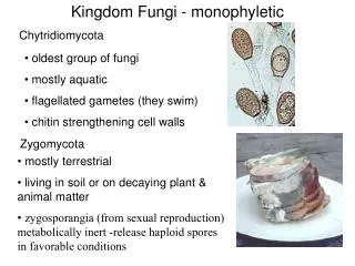 Kingdom Fungi - monophyletic