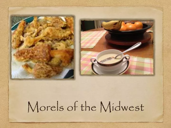 morels of the midwest