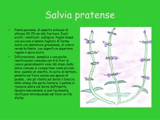 salvia pratense