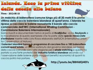 Islanda. Ecco la prima vittima della caccia alle balene News - 2013-06-19