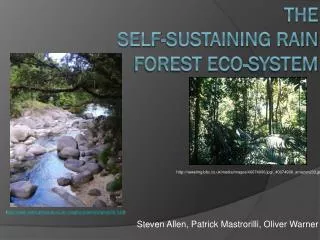 The Self-sustaining Rain Forest Eco-System