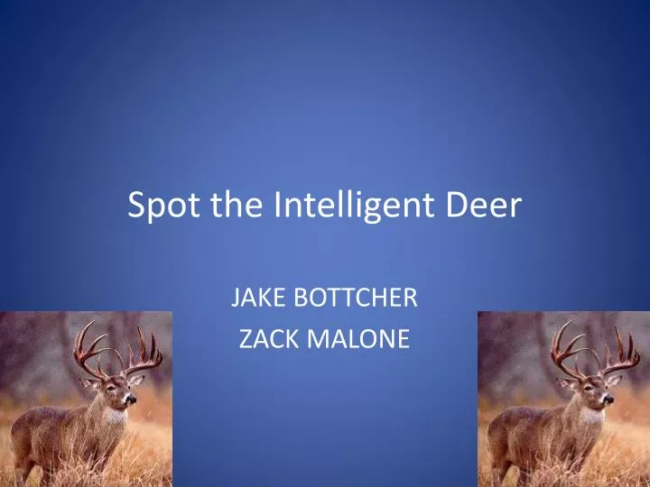 spot the intelligent deer