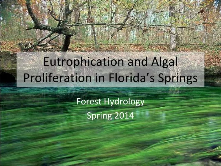 eutrophication and algal proliferation in florida s springs