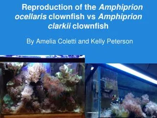 Reproduction of the Amphiprion ocellaris clownfish vs Amphiprion clarkii clownfish