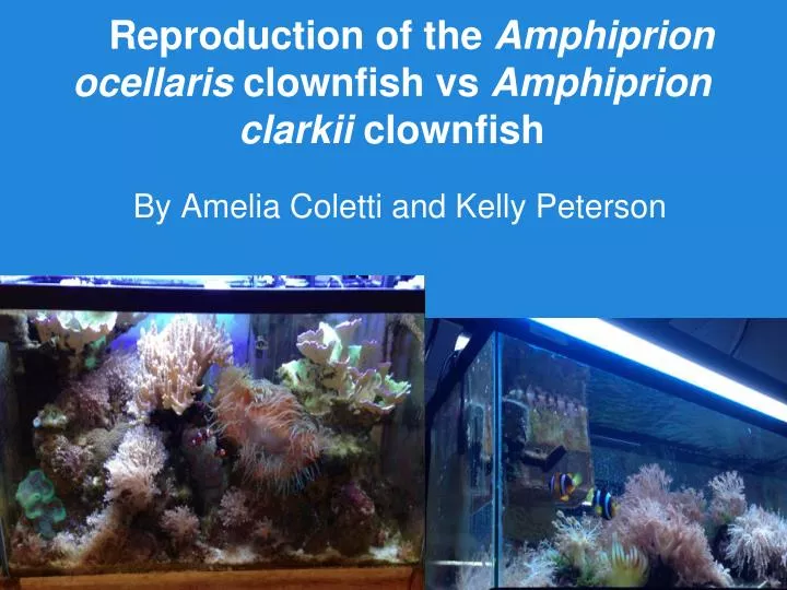 reproduction of the amphiprion ocellaris clownfish vs amphiprion clarkii clownfish