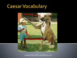 Caesar Vocabulary