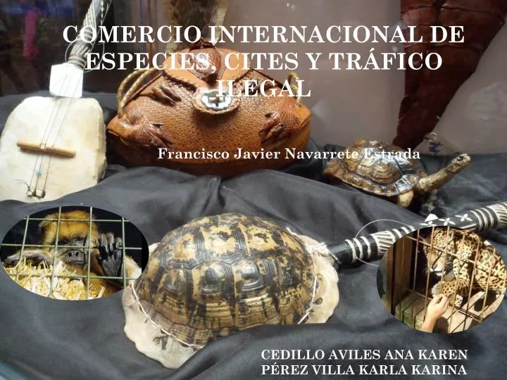 comercio internacional de especies cites y tr fico ilegal