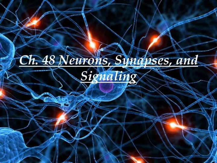 ch 48 neurons synapses and signaling