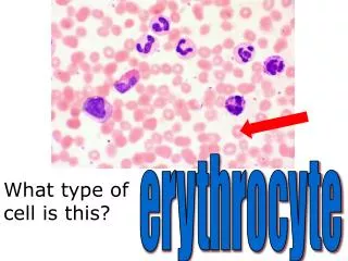 What type of cell is this?