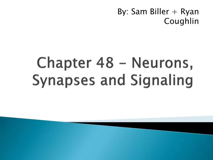 chapter 48 neurons synapses and signaling