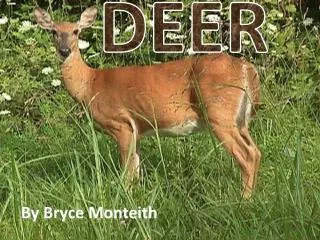 Deer