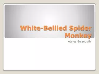 White-Bellied Spider Monkey