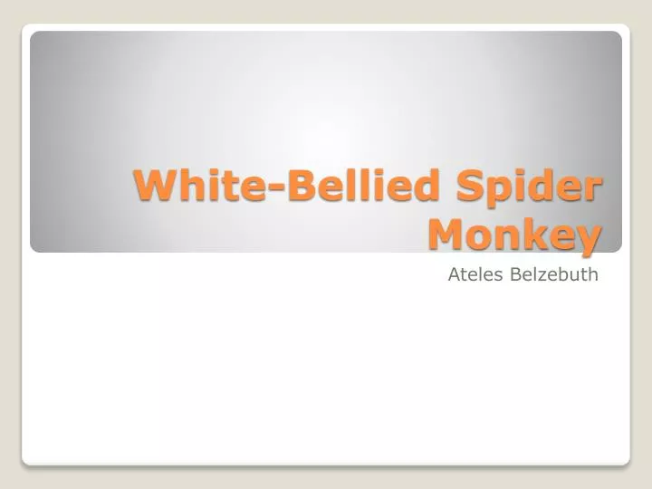 white bellied spider monkey