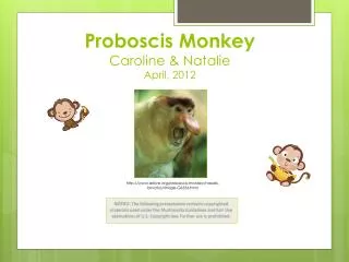Proboscis Monkey Caroline &amp; Natalie April, 2012