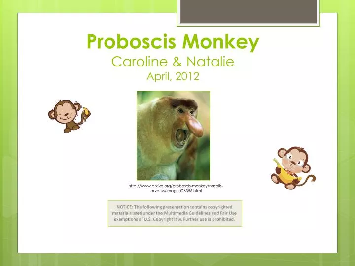 proboscis monkey caroline natalie april 2012