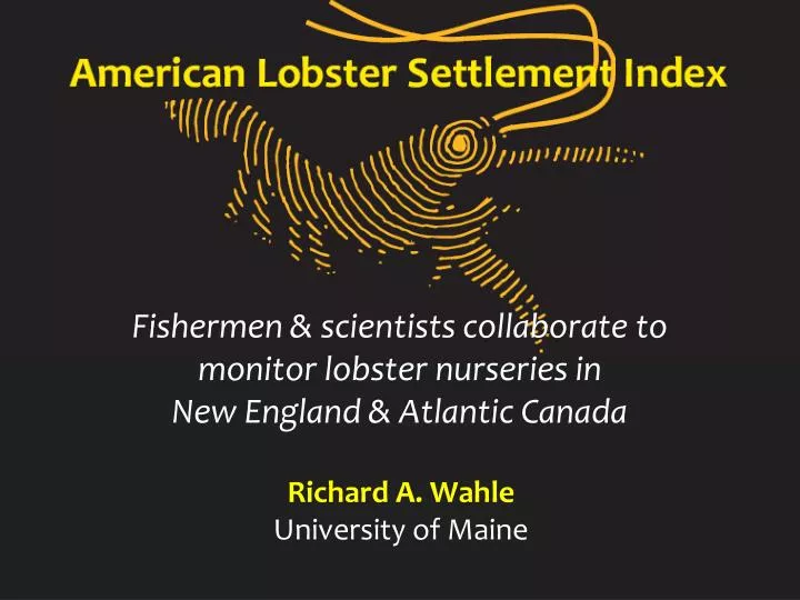 fishermen scientists collaborate to monitor lobster nurseries in new england atlantic canada