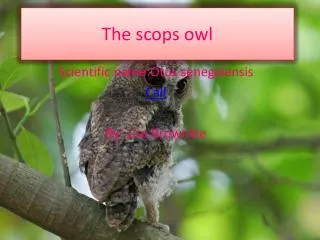 The scops owl
