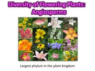 Diversity of Flowering Plants: Angiosperms