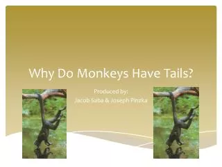 Why Do Monkeys Have Tails?