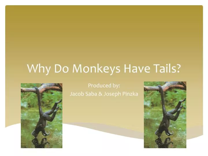 why do monkeys have tails