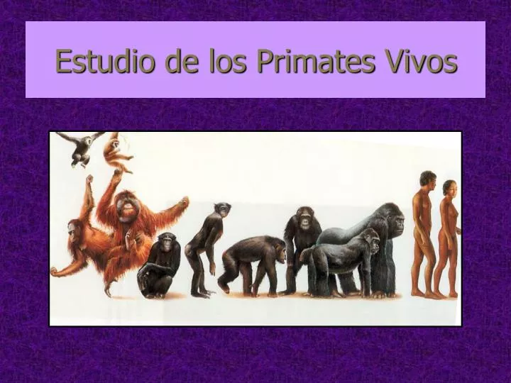 estudio de los primates vivos