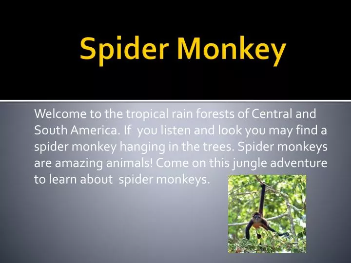 spider monkey