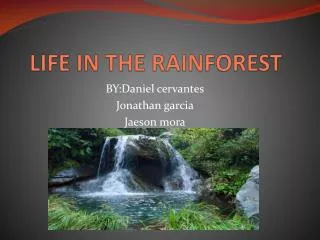 LIFE IN THE RAINFOREST