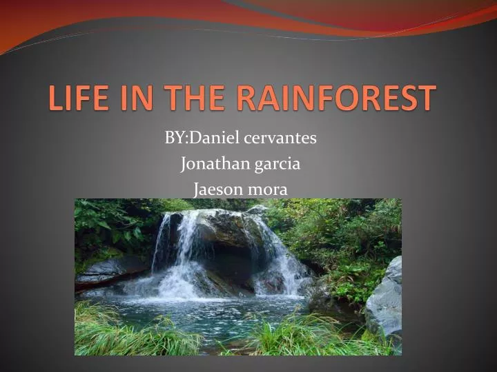 life in the rainforest