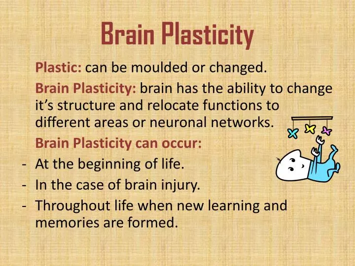 brain plasticity