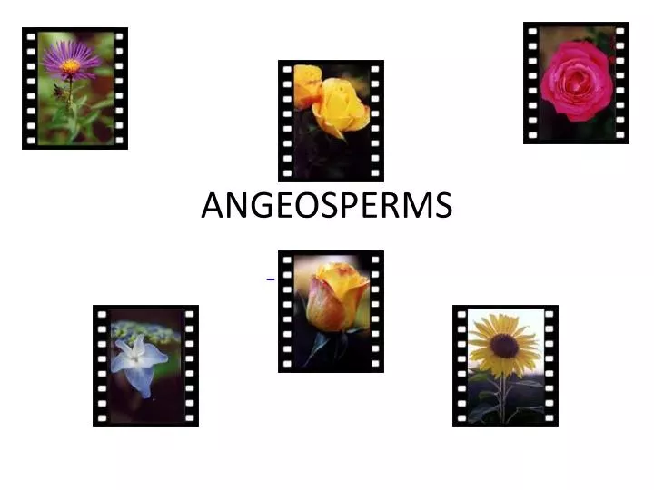 angeosperms