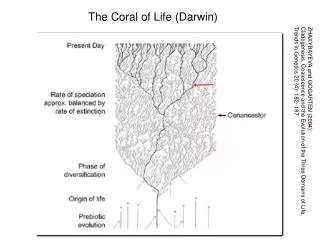 The Coral of Life (Darwin)