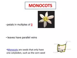 MONOCOTS