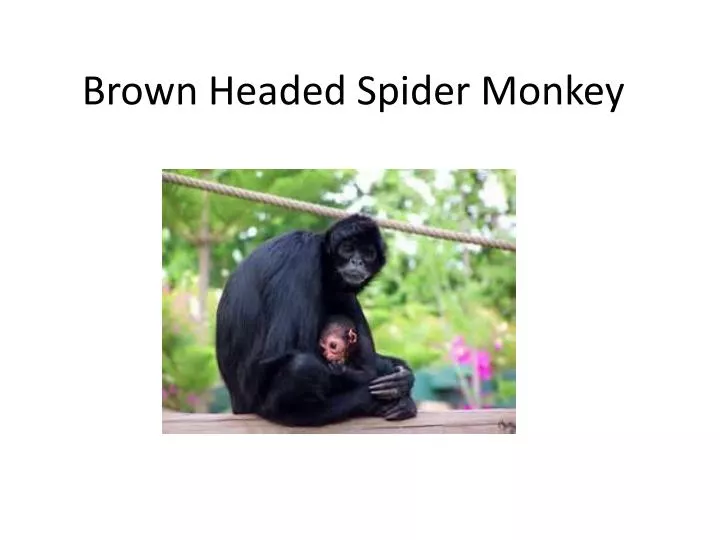 brown headed spider monkey