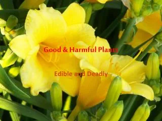 Good &amp; Harmful Plants