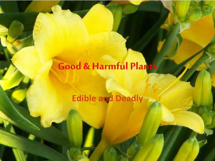 good harmful plants
