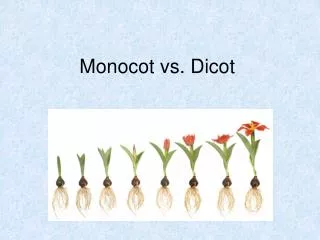 monocot vs dicot