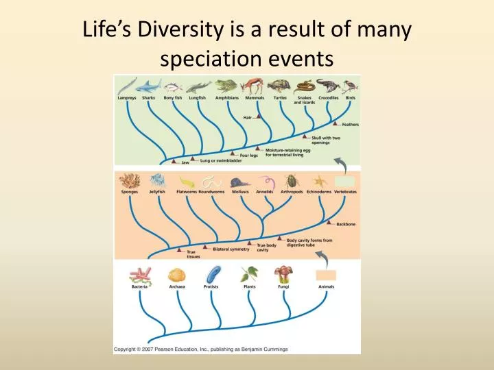 life s diversity is a result of many speciation events