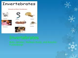 Invertebrates