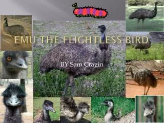 EMU THE FLIGHTLESS BIRD