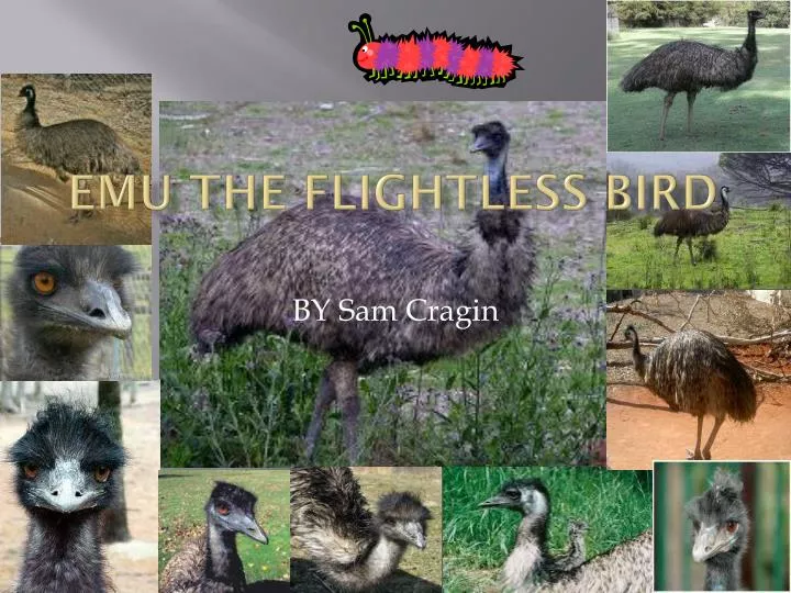 emu the flightless bird