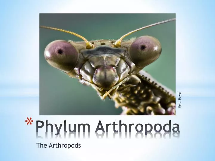 phylum arthropoda