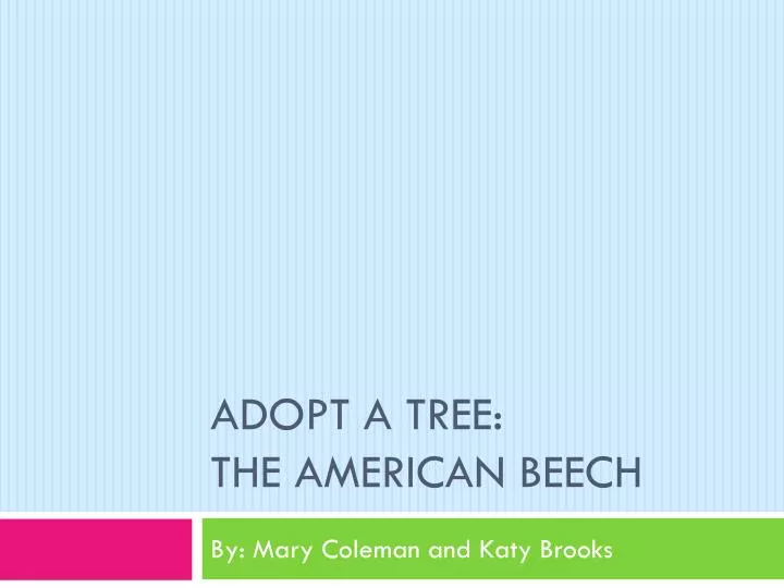 adopt a tree the american beech