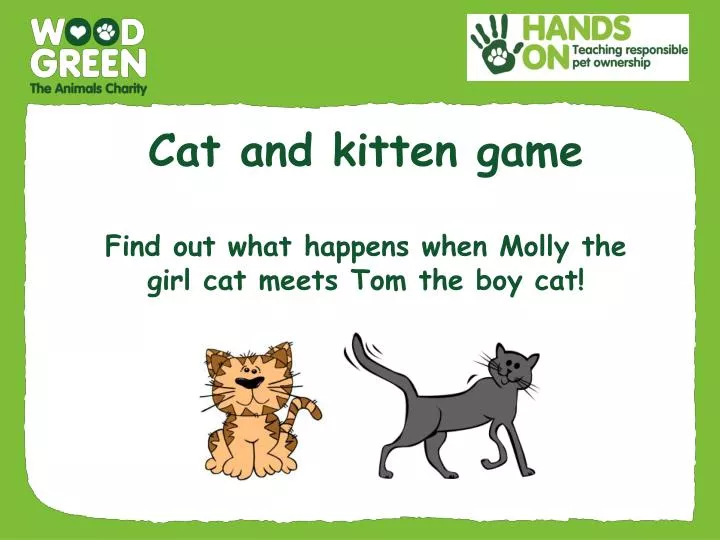 cat and kitten game f ind out what happens when molly the girl cat meets tom the boy cat