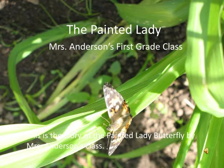 the painted lady